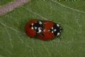 Coccinella quinquepunctata